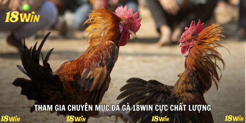 Tham gia chuyên mục đá gà 18WIN cực chất lượng